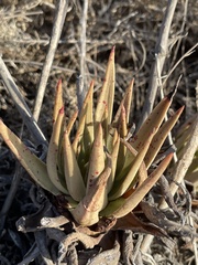 Dudleya cultrata