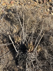 Dudleya cultrata