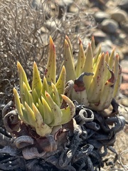 Dudleya cultrata