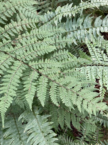 Acystopteris japonica iNat (2)