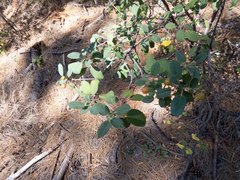 Frangula californica ursina