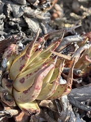 Dudleya cultrata