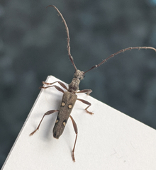 Quasiphneope quadrimaculata