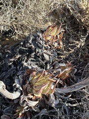 Dudleya cultrata