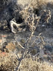 Dudleya cultrata
