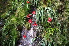 Gladiolus cardinalis