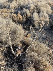 Dudleya cultrata