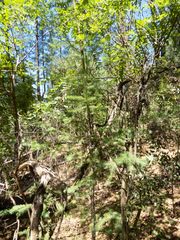 Pseudotsuga menziesii glauca