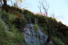 Gladiolus cardinalis