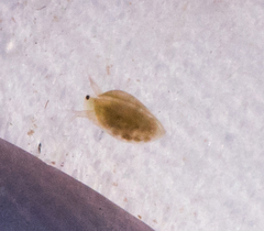 Daphniidae
