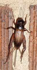 Gryllus rubens