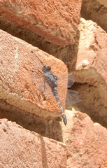 Bradinopyga geminata