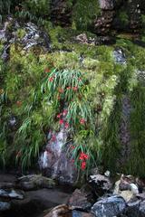 Gladiolus cardinalis