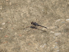 Bradinopyga geminata