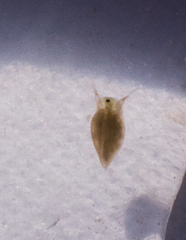Daphniidae
