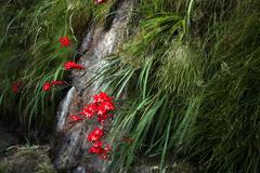 Gladiolus cardinalis