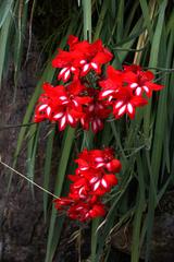Gladiolus cardinalis