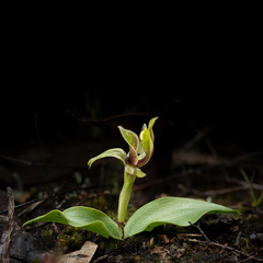 Chiloglottis chlorantha