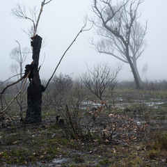 Chiloglottis chlorantha