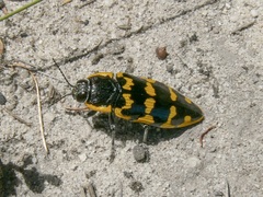 Cyrioides imperialis