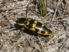 Cyrioides imperialis