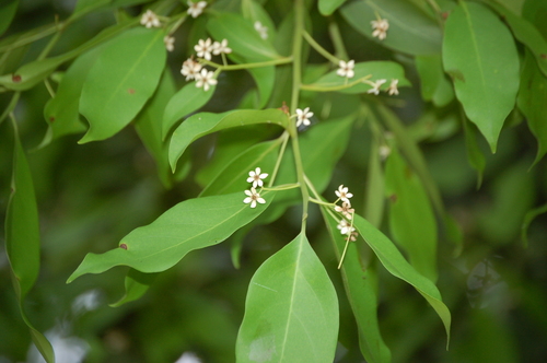 Nectandra hihua, photograph 6