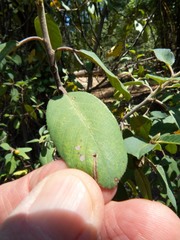 Frangula californica ursina