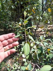 Frangula californica ursina