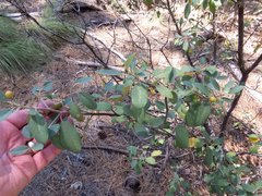 Frangula californica ursina