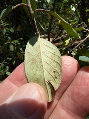 Frangula californica ursina