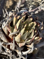 Dudleya cultrata