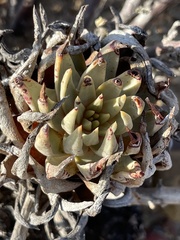 Dudleya cultrata