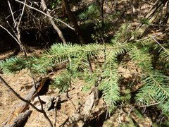 Pseudotsuga menziesii glauca