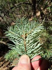Pseudotsuga menziesii glauca