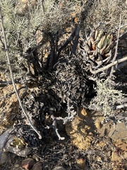Dudleya cultrata