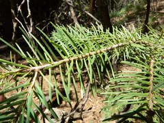 Pseudotsuga menziesii glauca