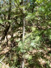 Pseudotsuga menziesii glauca