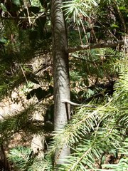 Pseudotsuga menziesii glauca