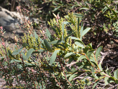Acacia triptera