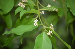 Nectandra hihua
