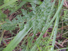 Anogramma leptophylla