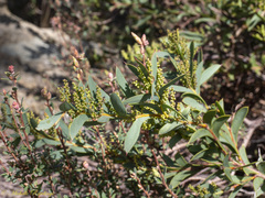 Acacia triptera