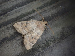 Cosmia trapezina