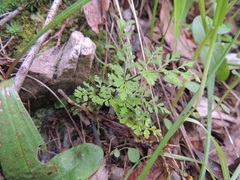 Anogramma leptophylla