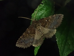 Hypersypnoides submarginata