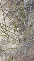 Lomandra leucocephala