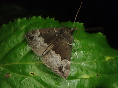Hypena benepartia