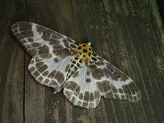 Pogonopygia nigralbata