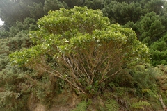 Griselinia lucida