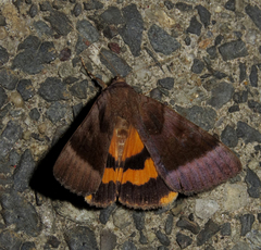 Catocala badia badia